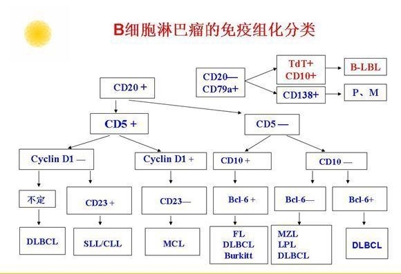 B、T/NK细胞淋巴瘤、霍奇金淋巴瘤的免疫组化分类