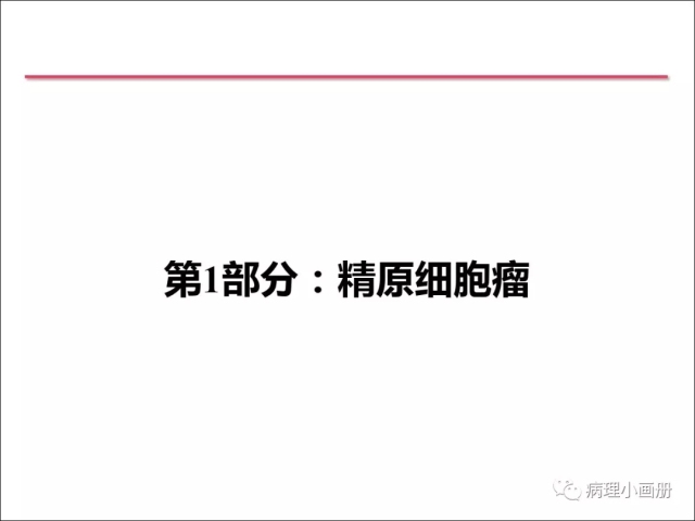 泌尿病理--精原细胞瘤VS精母细胞瘤