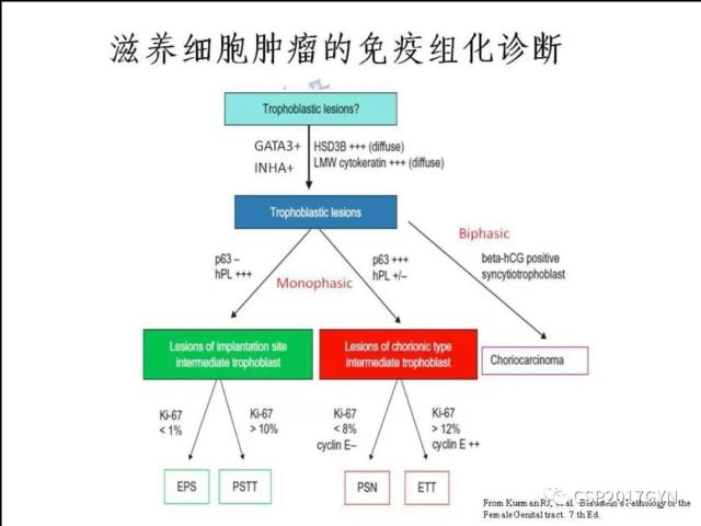妊娠滋养细胞肿瘤的临床病理学进展