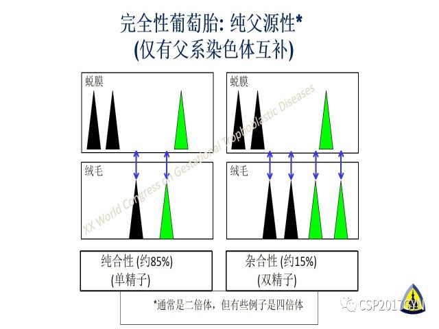 p57免疫组化染色及基因分型 在葡萄胎精确诊断中的应用