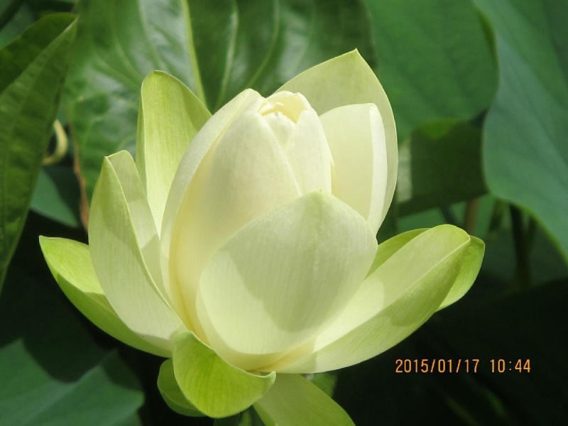 Blue Lotus Water Garden荷花展