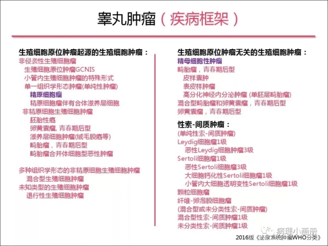 泌尿病理--精原细胞瘤VS精母细胞瘤