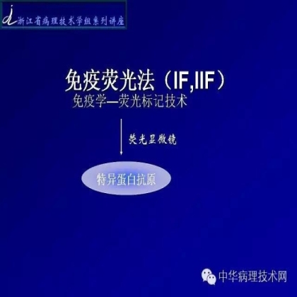 探讨免疫组织学在肾穿标本中的应用