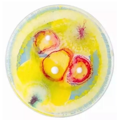 生物学霸们用培养基作画