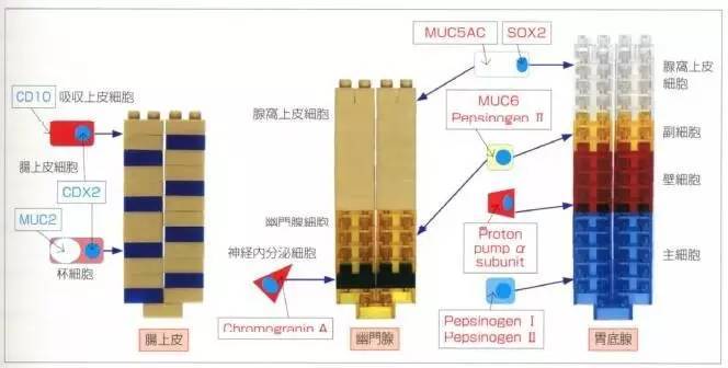 医学美图：胃病理基础概述