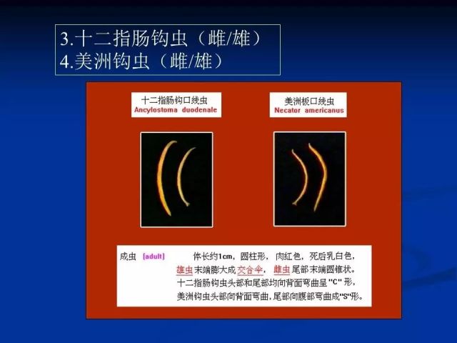 收藏！寄生虫图谱大全