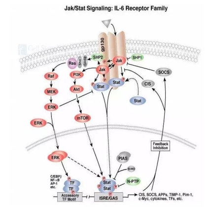 通路 | 炎症、免疫与癌症扯不清理还乱关系背后：Jak/Stat-IL-6 pathway