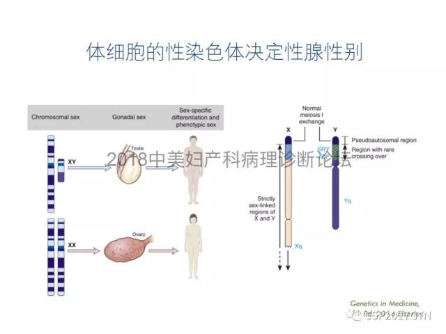 女性生殖道发育