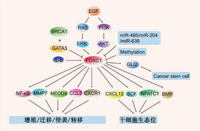 FOXC1:一种新兴的癌症标志物和治疗靶点
