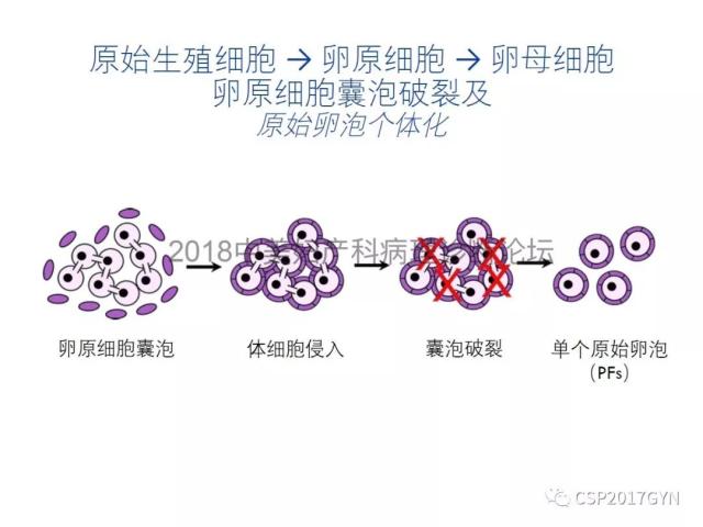 女性生殖道发育