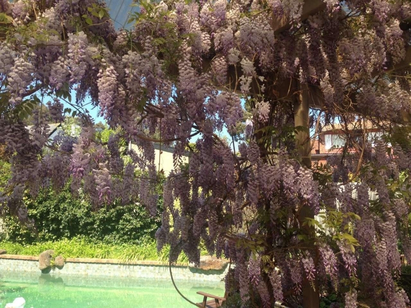 春天来啦，家中花园的花儿（三）