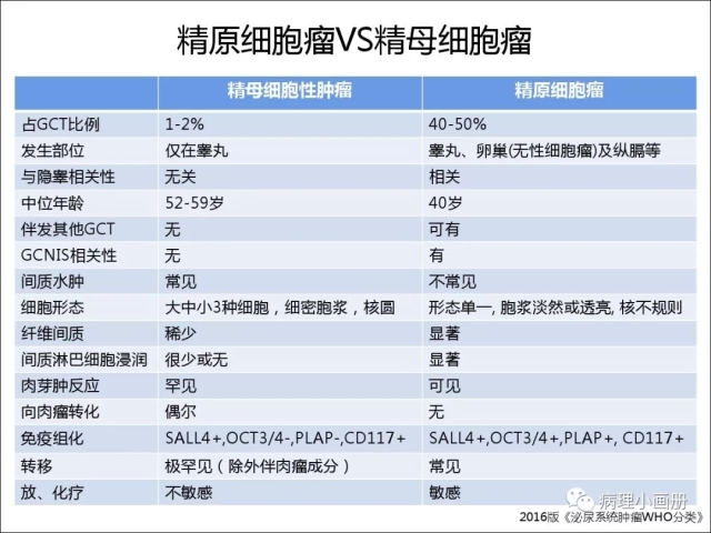 泌尿病理--精原细胞瘤VS精母细胞瘤
