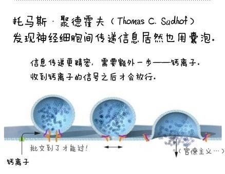 图解2013年诺贝尔生理医学奖(5分钟了解囊泡转运机制）