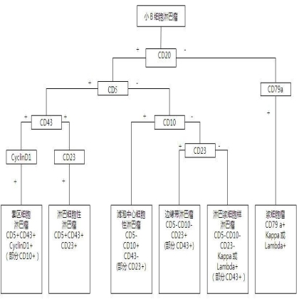 小B细胞淋巴瘤标记物