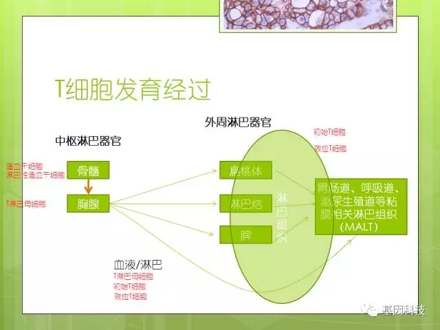 T细胞发育视角下的IHC分子