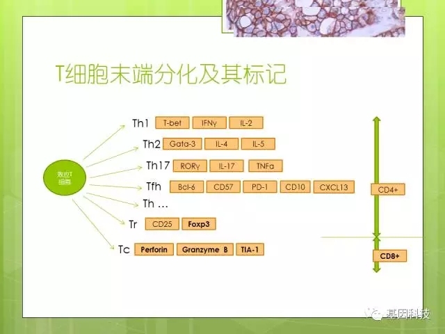 T细胞发育视角下的IHC分子