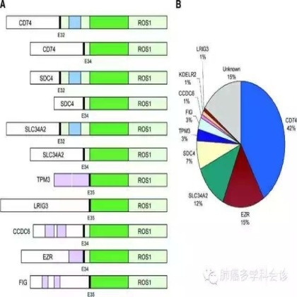 卡博替尼（COMETRIQ，XL184）治疗肺癌新进展
