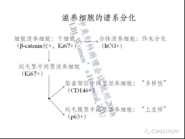 妊娠滋养细胞肿瘤的临床病理学进展