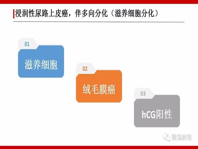 泌尿课程/浸润性尿路上皮癌病理学类型