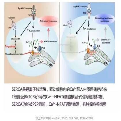 国自然热点分析：Cell杂志三连发，发发引爆免疫治疗！