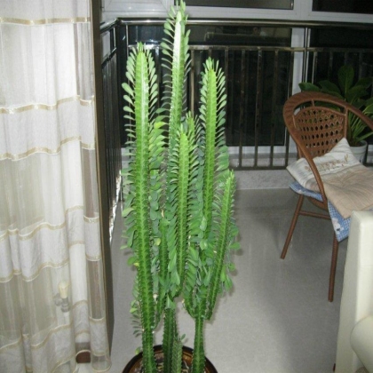 家里的花