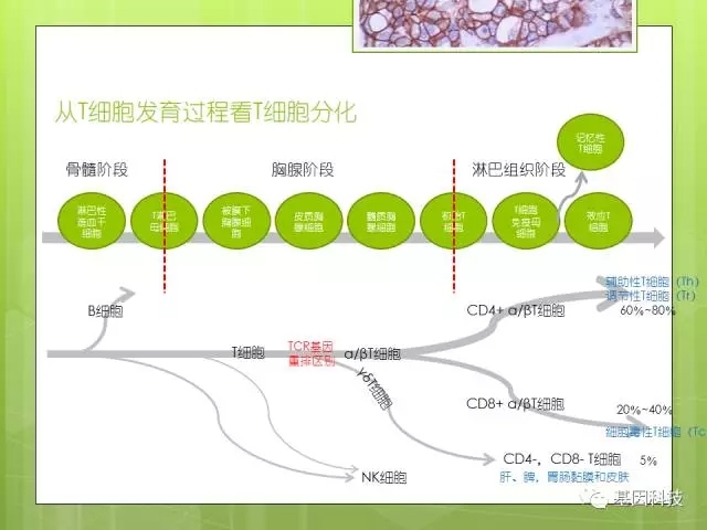 T细胞发育视角下的IHC分子