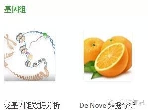 NGS数据处理流程