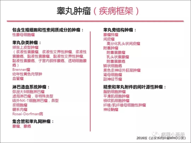 泌尿病理--精原细胞瘤VS精母细胞瘤