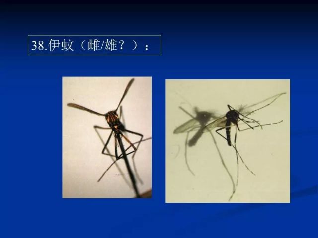 收藏！寄生虫图谱大全