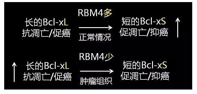 国自然科学问题分析： mRNA也是“拼接”范儿
