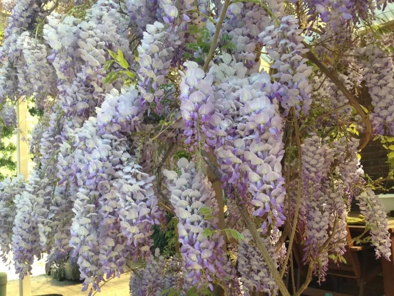 春天来啦，家中花园的花儿（三）