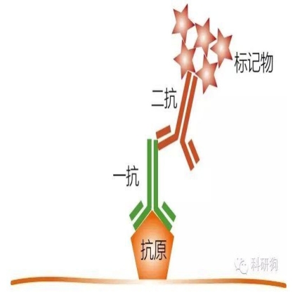 1.JPG 那些年做过的免疫组化