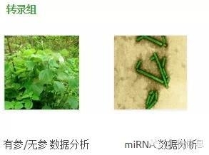 NGS数据处理流程