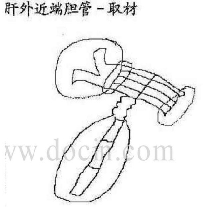 病理标本取材规范
