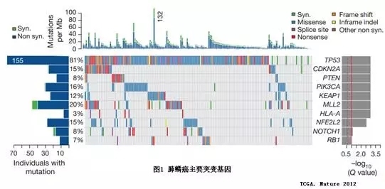 肺鳞癌的靶向治疗进展