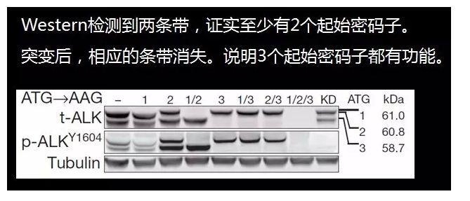 国自然科学问题分析： mRNA也是“拼接”范儿