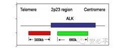 染色体异常FISH检测——淋巴瘤分子病理常规诊断工具
