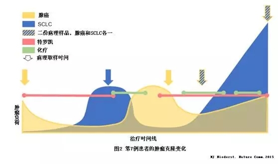 小细胞肺癌转化机制和治疗