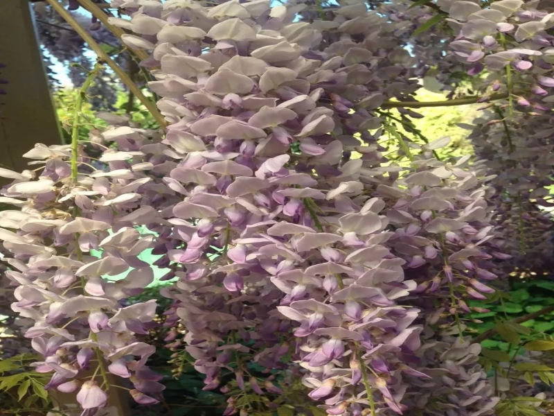 春天来啦，家中花园的花儿（三）