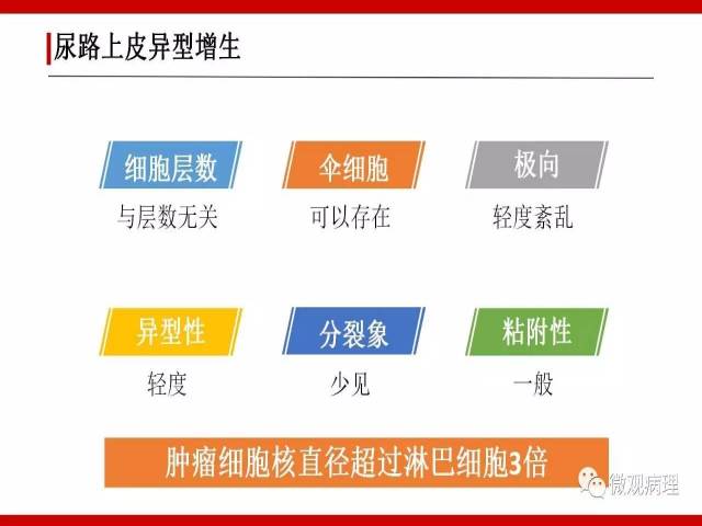 泌尿课程/非浸润性尿路上皮肿瘤诊断公式