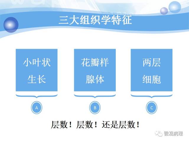 正常前列腺组织学
