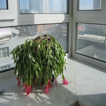 家里的花
