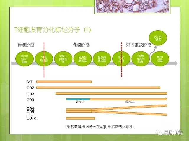 T细胞发育视角下的IHC分子