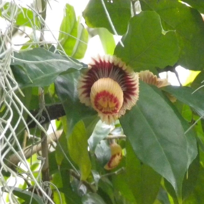这种花朵格外奇特，就像是两个大小蘑菇双层重叠。树干上还有一簇簇的银色须条相伴。