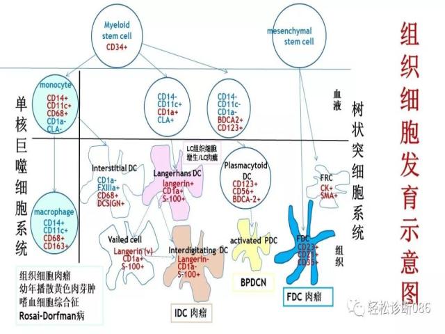组织细胞来源疾病