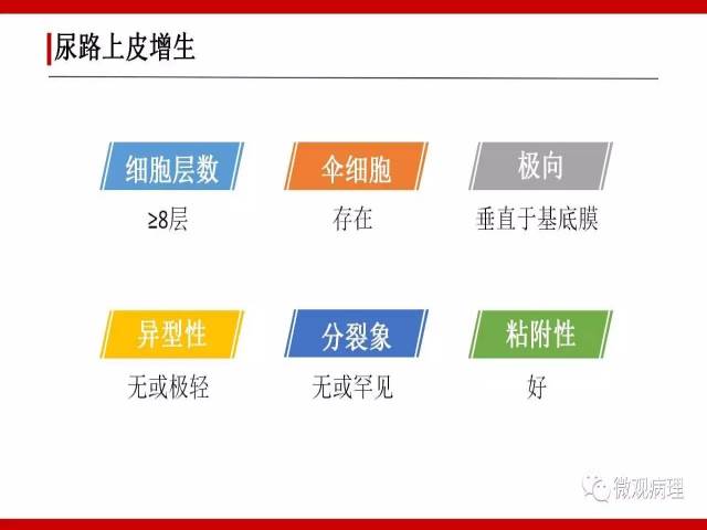 泌尿课程/非浸润性尿路上皮肿瘤诊断公式