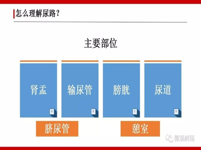 泌尿课程/尿路腺样病变的诊断要点