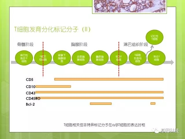T细胞发育视角下的IHC分子