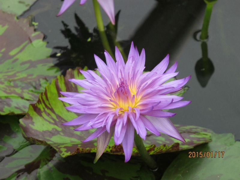 Blue Lotus Water Garden荷花展