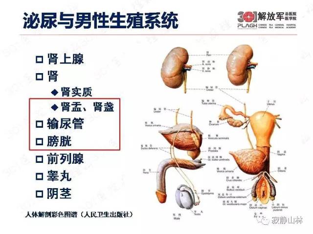 病理标本检查和取材规范--尿路系统篇 病理标本检查和取材规范--尿路系统篇
